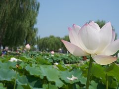 -白洋淀景区