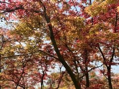 -铁山坪森林公园