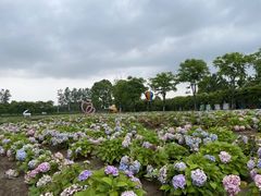 -杭州湾海上花田景区