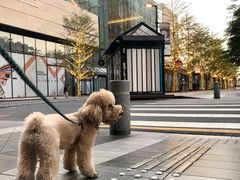 -港龙舞蹈·成人少儿舞蹈培训(深圳湾校区)