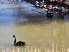 -北京麋鹿生态实验中心