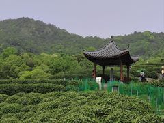 -龙井村