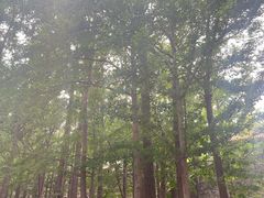 -阳台山自然风景区