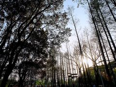 -大宁郁金香公园-停车场