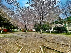 -武汉大学-樱园