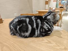 -藏猫猫咖啡主题馆(中央大道店)