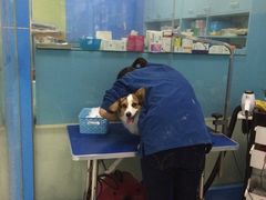 -瑞派宠物医院(搏威敦和院)