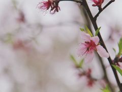 -白塘生态植物园