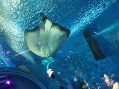 -上海海昌海洋公园