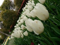 android_upload_pic-上海鲜花港