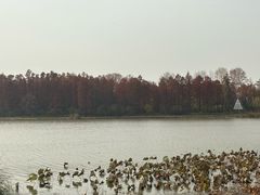 -东湖落雁景区