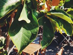 -VOYAGE COFFEE(北锣鼓巷店)