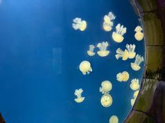-迪拜水族馆及水下动物园