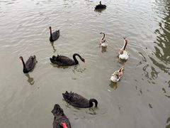 -溱湖国家湿地公园