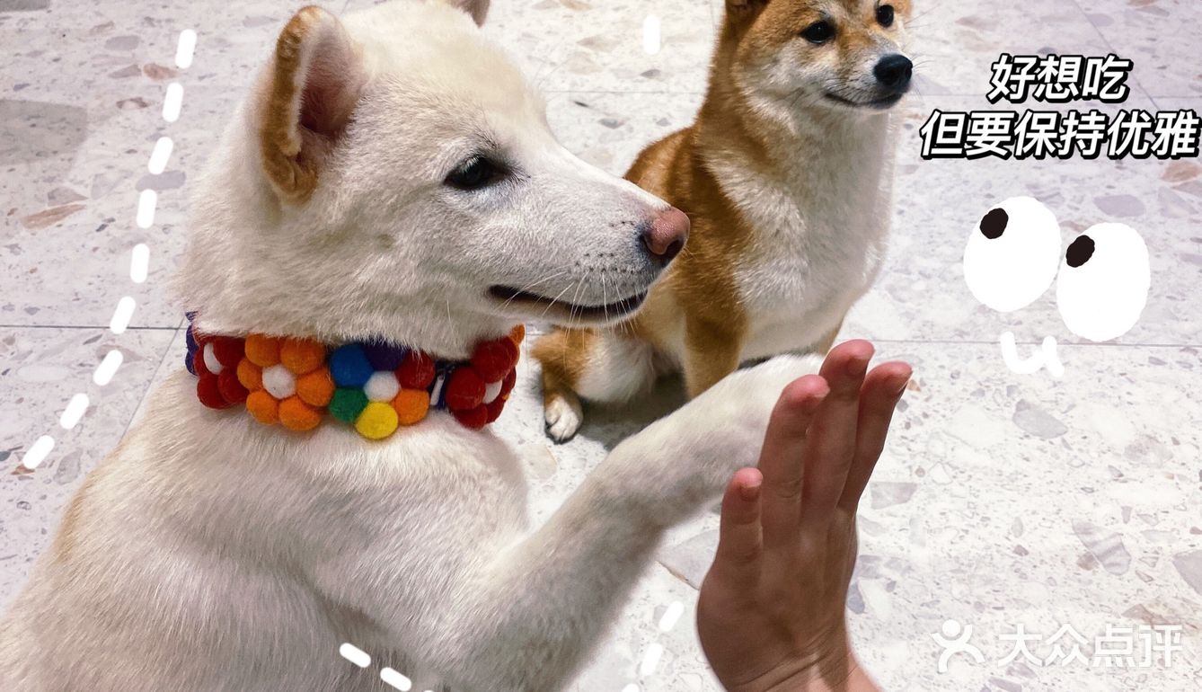 🐶超治愈柴犬咖！一起来撸奶fufu的柴柴吧