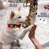 🐶超治愈柴犬咖！一起来撸奶fufu的柴柴吧