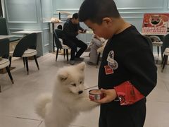 -安格丽娜·狗咖·猫咖羊驼咖(春熙路百盛商场店)