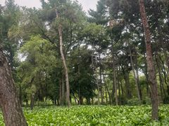 -长春市南湖公园