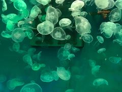 -大连圣亚海洋世界