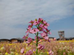 -中国天府农业博览园