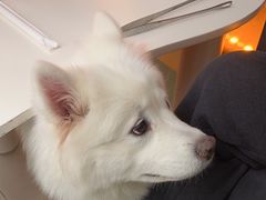 -怪兽屋·羊驼·猫咖·狗咖(俊华广场店)