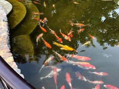 -思念果岭悦温泉