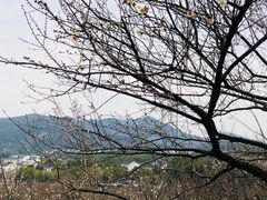 -香雪海