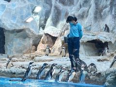 -帝企鹅自助餐厅•儿童岛•真企鹅(长隆企鹅酒店)