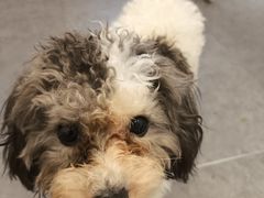 -有喵·猫咖·狗咖·40+猫狗有小奶狗(岗厦店)