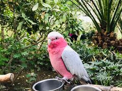 -南宫五洲植物乐园