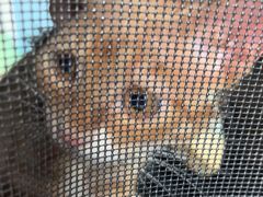 -瑞派福兴宠物医院犬猫全科·骨科·中西医结合(河东店)