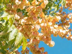 -汉长安城未央宫国家考古遗址公园