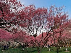 -杭州植物园