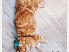 -猫十亿·布偶金渐层·曼基康矮脚猫舍(青年路店)