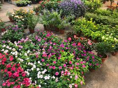 -双季花艺园艺市场(浦东店)