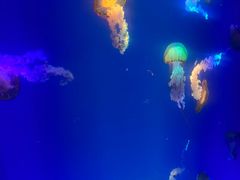-海合安成都极地海洋公园