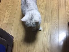 -申普宠物医院·心脏介入·心血管微创(总院)