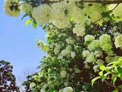 -上海滨江森林公园
