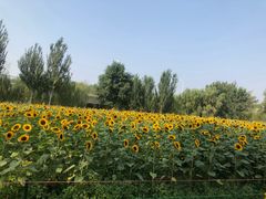 -长白岛森林公园