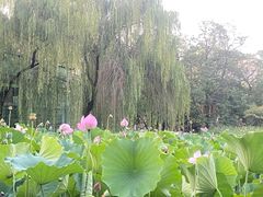 -莲湖公园