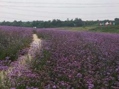 -紫颐香薰山谷景区