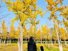 -汉长安城未央宫国家考古遗址公园