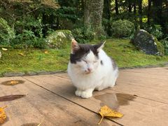 -ステーキハウス吉池