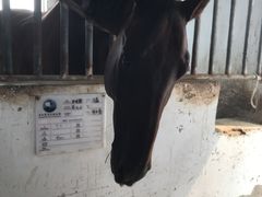 -月河湾马术俱乐部(朝阳店)