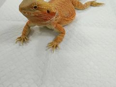 -瑞派·关忠动物医院·异宠专科·犬猫肿瘤·皮肤专科(望京店)