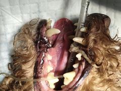 -关爱动物医院·心脏·中兽医·异宠(金牛路分院)