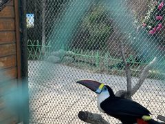 -西霞口神雕山野生动物世界