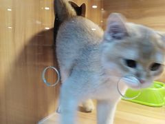 -猫十亿·布偶金渐层·曼基康矮脚猫舍(青年路店)