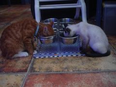 -Sirena海妖日咖夜酒