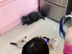 -喵百万·布偶·蓝金金渐层英短·猫舍(百子湾店)